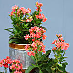 Kalanchoe Plant Set With Metal Stand