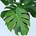 Philodendron Plant & Swiss Cheese Plant Combo