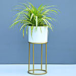 Set Of 3 Refreshing Plants With Iron Stands