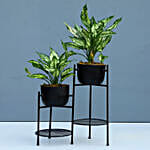 Silver Aglaonema Plant Combo With 2-Tier Stand