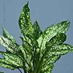 Silver Aglaonema Plant Combo With 2-Tier Stand