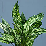 Silver Aglaonema Plant Combo With 2-Tier Stand