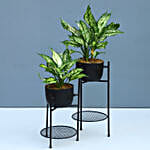 Silver Aglaonema Plant Combo With 2-Tier Stand