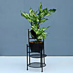 Silver Aglaonema Plant Combo With 2-Tier Stand