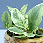 3 Refreshing Plants In Ceramic Pots