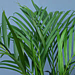 Areca Palm Plants Combo With Iron Stands