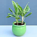 Dumbcane Plant & Money Plant Ceramic Pots