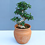 Ficus Bonsai Plant Combo