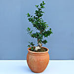 Ficus Bonsai Plant Combo