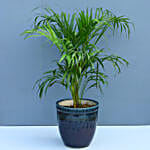 Set Of 3 Green Plants In Ceramic Pots