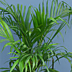Set Of 3 Green Plants In Ceramic Pots