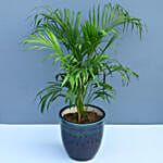 Set Of 3 Green Plants In Ceramic Pots