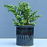 Set Of 3 Green Plants In Ceramic Pots