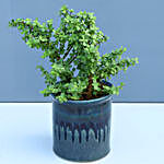 Set Of 3 Green Plants In Ceramic Pots