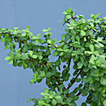 Set Of 3 Green Plants In Ceramic Pots