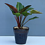 Set Of 3 Green Plants In Ceramic Pots