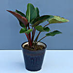 Set Of 3 Green Plants In Ceramic Pots