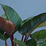 Set Of 3 Green Plants In Ceramic Pots