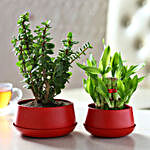 Jade Plant & Bamboo Plant In Metal Dish Planters