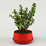 Jade Plant & Bamboo Plant In Metal Dish Planters