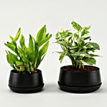 White Pothos & Bamboo Plant In Metal Dish Planters