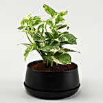 White Pothos & Bamboo Plant In Metal Dish Planters