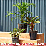 Set Of 3 Green Plants In Ceramic Pots