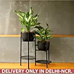 Silver Aglaonema Plant Combo With 2-Tier Stand