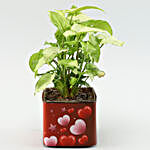 Syngonium Plant In Red Forever With U Vase & Teddy