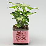 Syngonium Plant In U Are My World Vase & Teddy