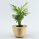 Chamaedorea Plant Wooden Finish Pot