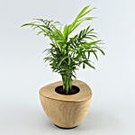 Chamaedorea Plant Wooden Finish Pot