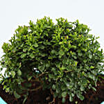 Buy/Send Table Kamini Plant In Heart Vase Online- FNP