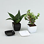 Set Of 2 Succulent Plants In Plastic Pots