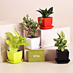 4 Refreshing House Plants In Plastic Pots