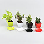 4 Refreshing House Plants In Plastic Pots