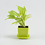 Golden Money Plant In Green Pot With Plate