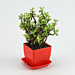 Jade Plant Red Pot With Plate