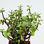 Jade Plant Red Pot With Plate