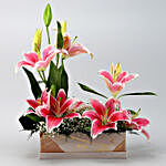 Pink Oriental Lilies FNP Box Arrangement