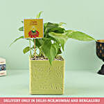 Golden Money Plant In Ceramic Yellow Matte Finish Iris Pot