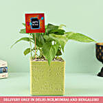 Golden Money Plant in Iris Pot For Birthday