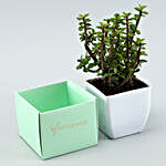 Jade Plant In Sea Green Cardboard Box