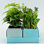 Set of 4 Refreshing Plants In Blue Tray