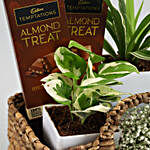 Plants & Cadbury Temptations Gift Basket