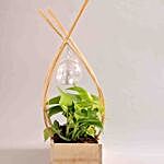 Money Plant In Wooden Base With Light Buntings