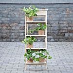 Set of 5 Money Plants & Ladder Arrangement
