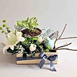 Syngonium Plant Premium Decorative Gift Hamper