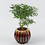 Murraiya Plant Brown Ceramic Planter
