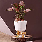 Pink Syngonium Plant White Glass Shaped Pot
